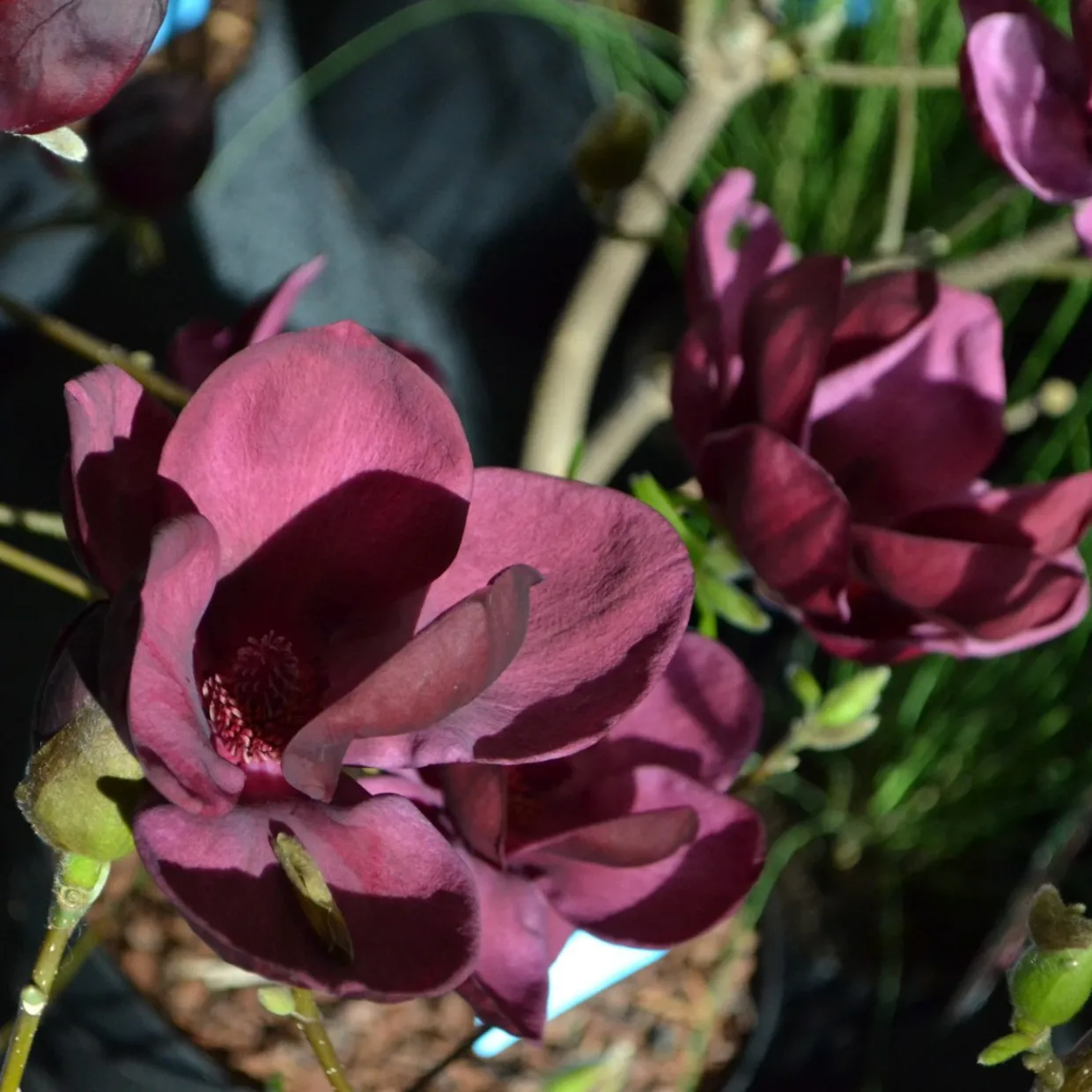 Rosenmagnolia Genie 80-100 cm