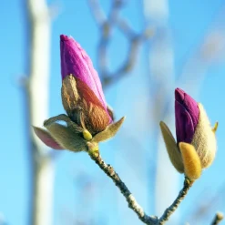 Rosenmagnolia Genie 80-100 cm
