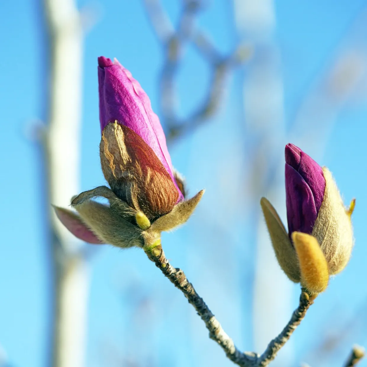 Rosenmagnolia Genie 80-100 cm