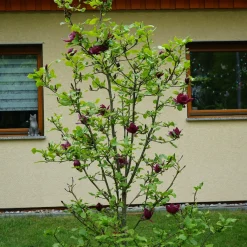 Rosenmagnolia Genie 80-100 cm