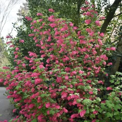 Rosenrips