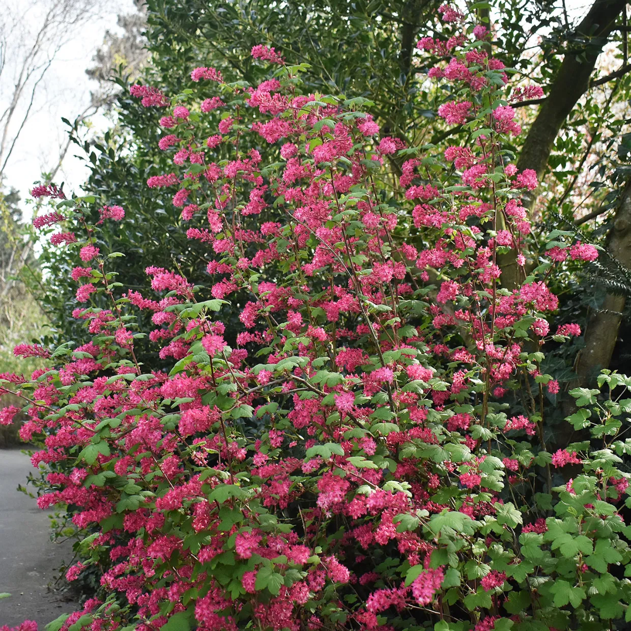 Rosenrips