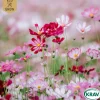 Rosenskära Mix Cosmos Bipinnatus