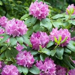 Roseum Elegans
