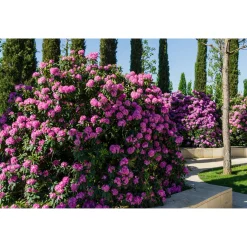 Roseum Elegans