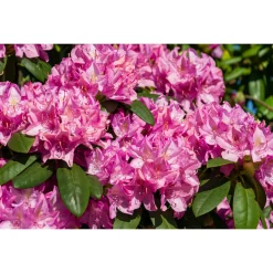 Roseum Elegans