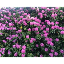 Roseum Elegans