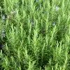 Rosmarin Salvia Rosmarinus
