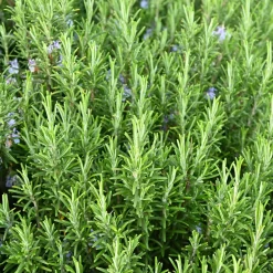Rosmarin Salvia Rosmarinus