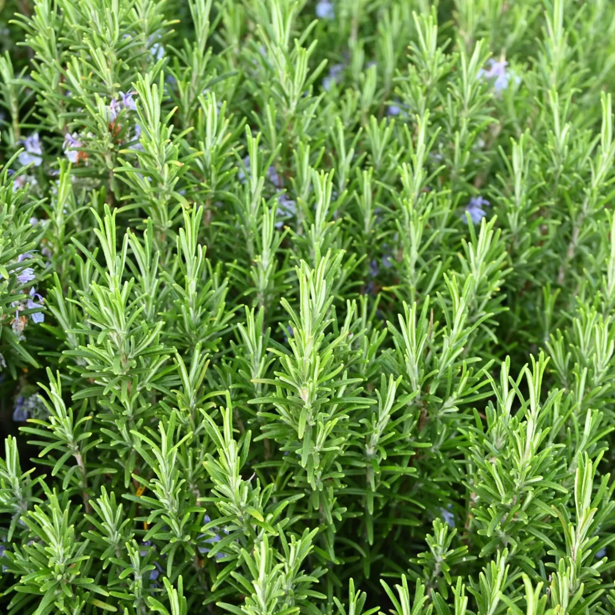 Rosmarin Salvia Rosmarinus