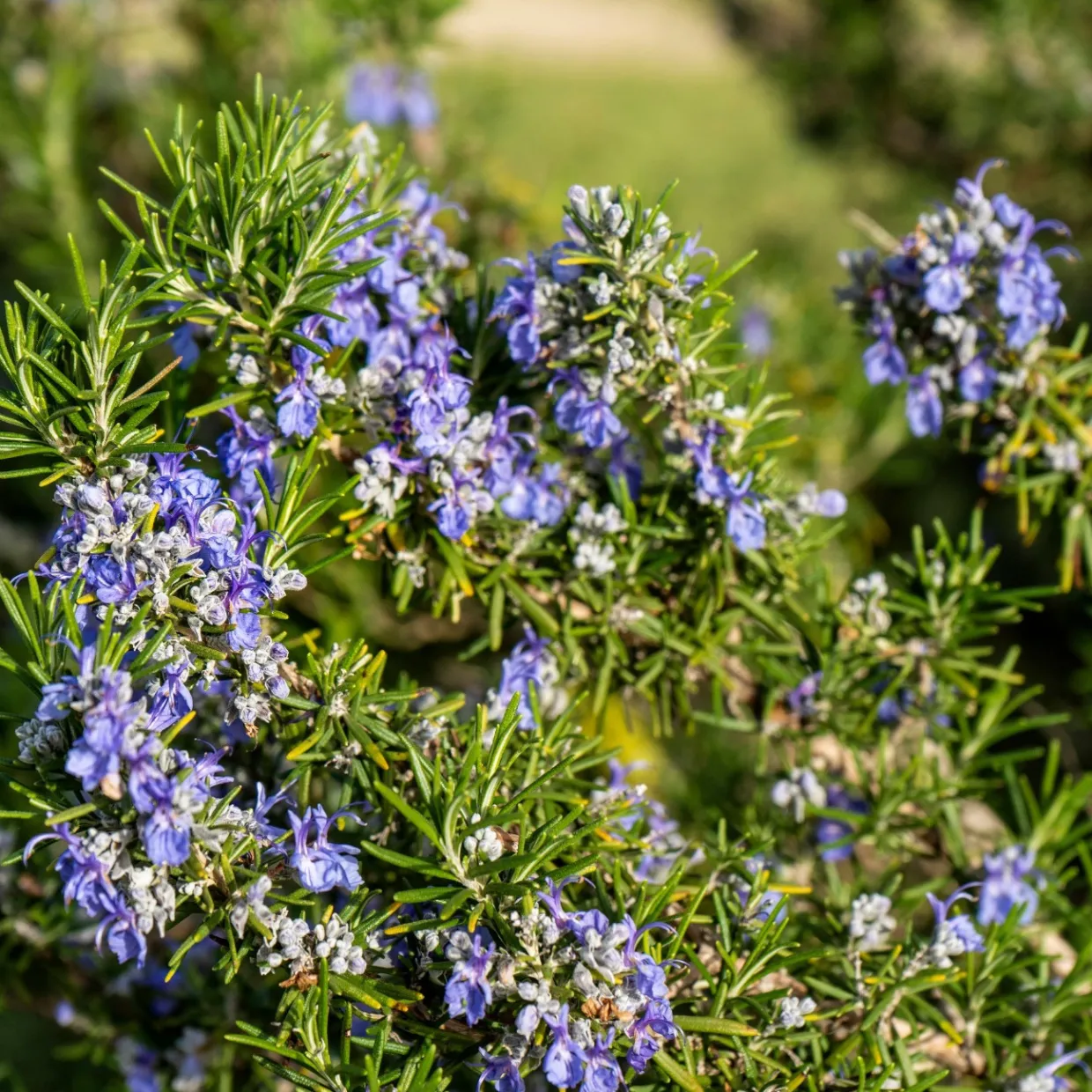 Rosmarin Salvia Rosmarinus