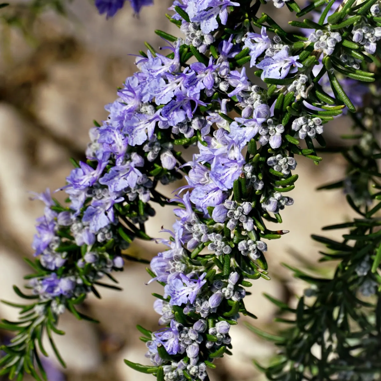Rosmarin Salvia Rosmarinus
