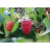 Rubus Elektra E