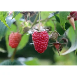 Rubus Elektra E