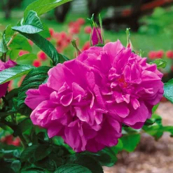 Rugosa Hansa 30-50 cm