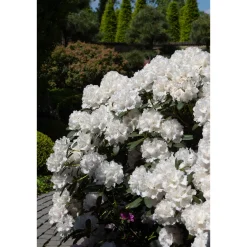 Schneekrone 25-30 cm