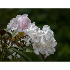 Schneekrone 25-30 cm