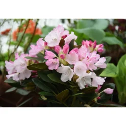 Silberwolke 25-30 cm
