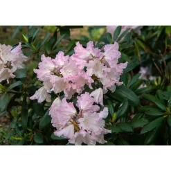 Silberwolke 25-30 cm