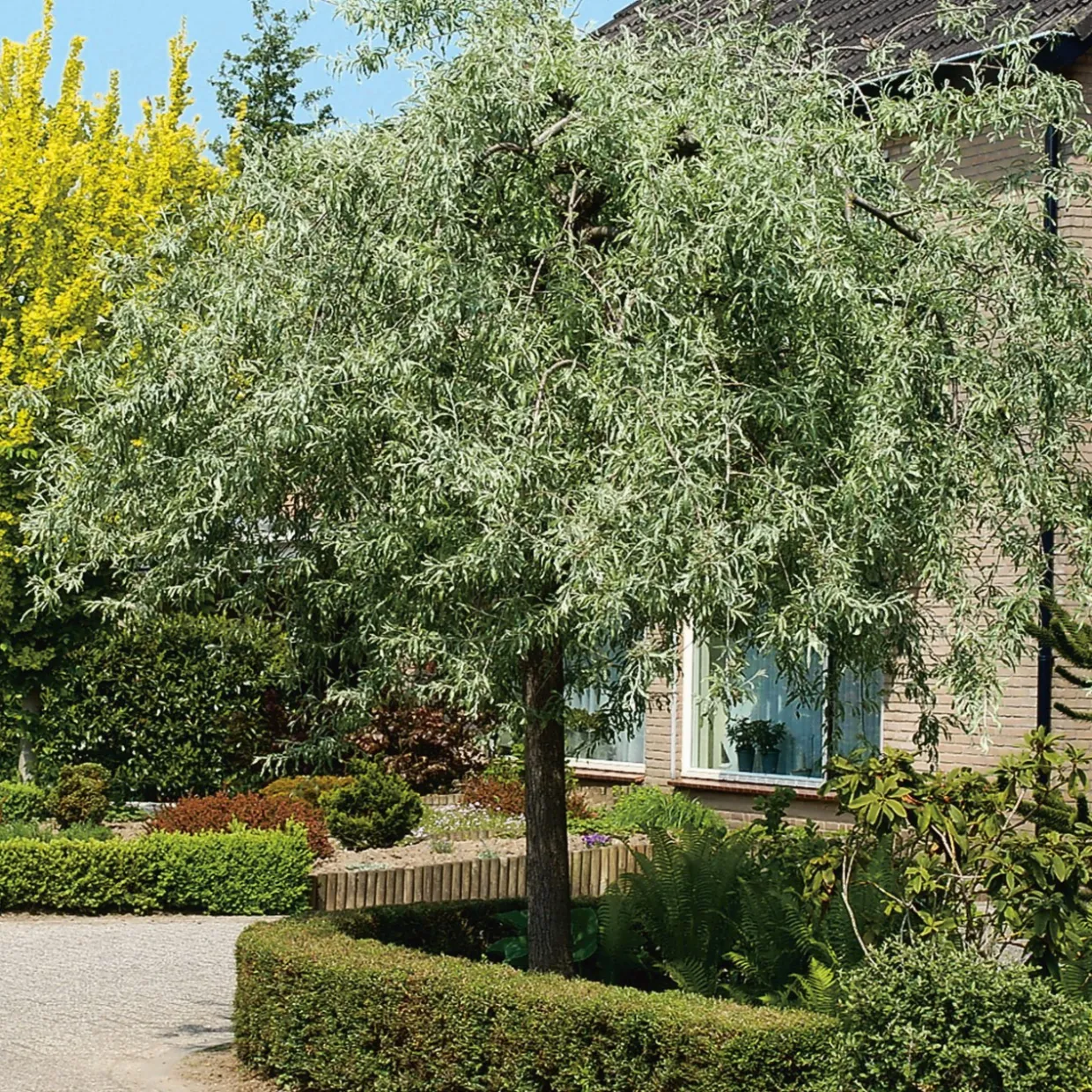 Silverpäron Pendula