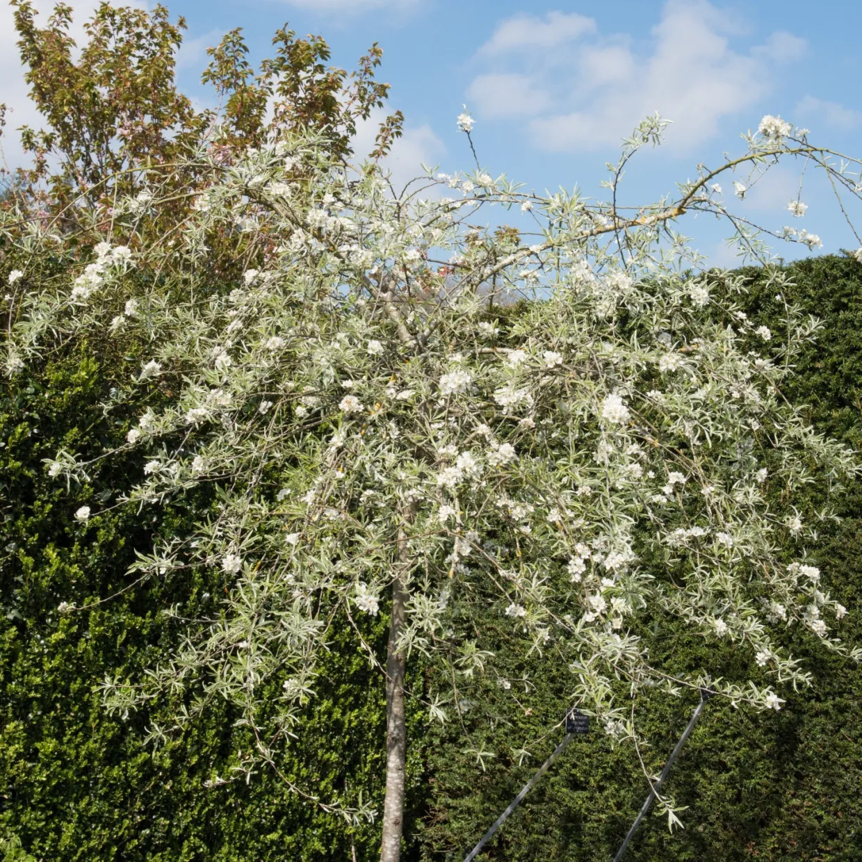 Silverpäron Pendula