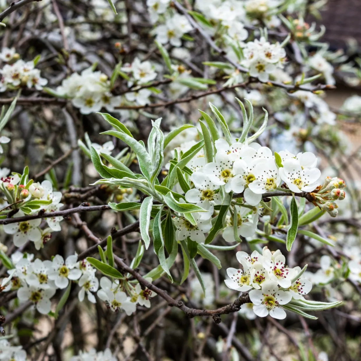 Silverpäron Pendula