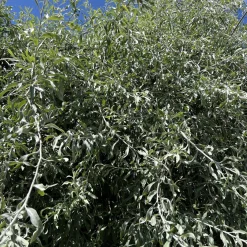Silverpäron Pendula