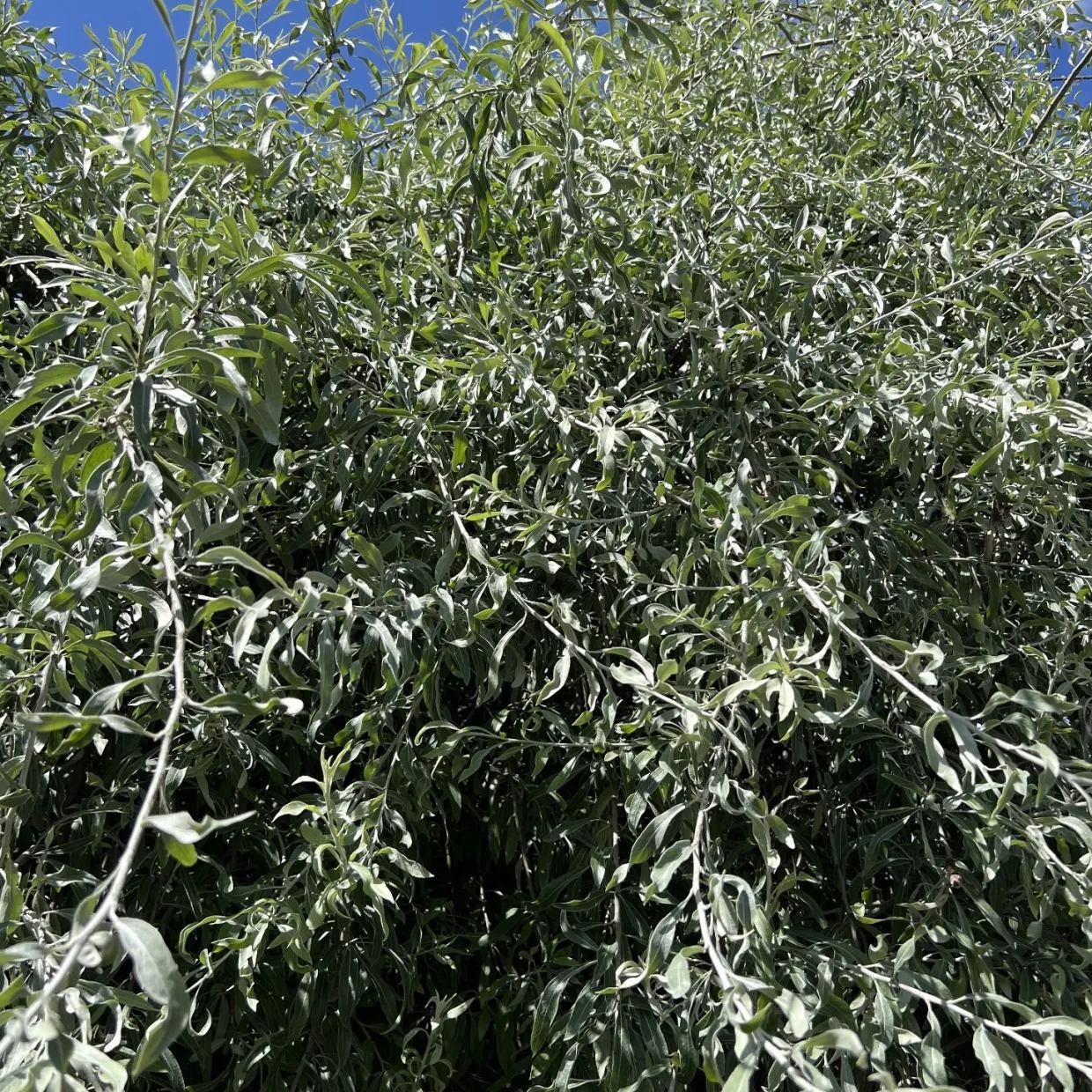 Silverpäron Pendula