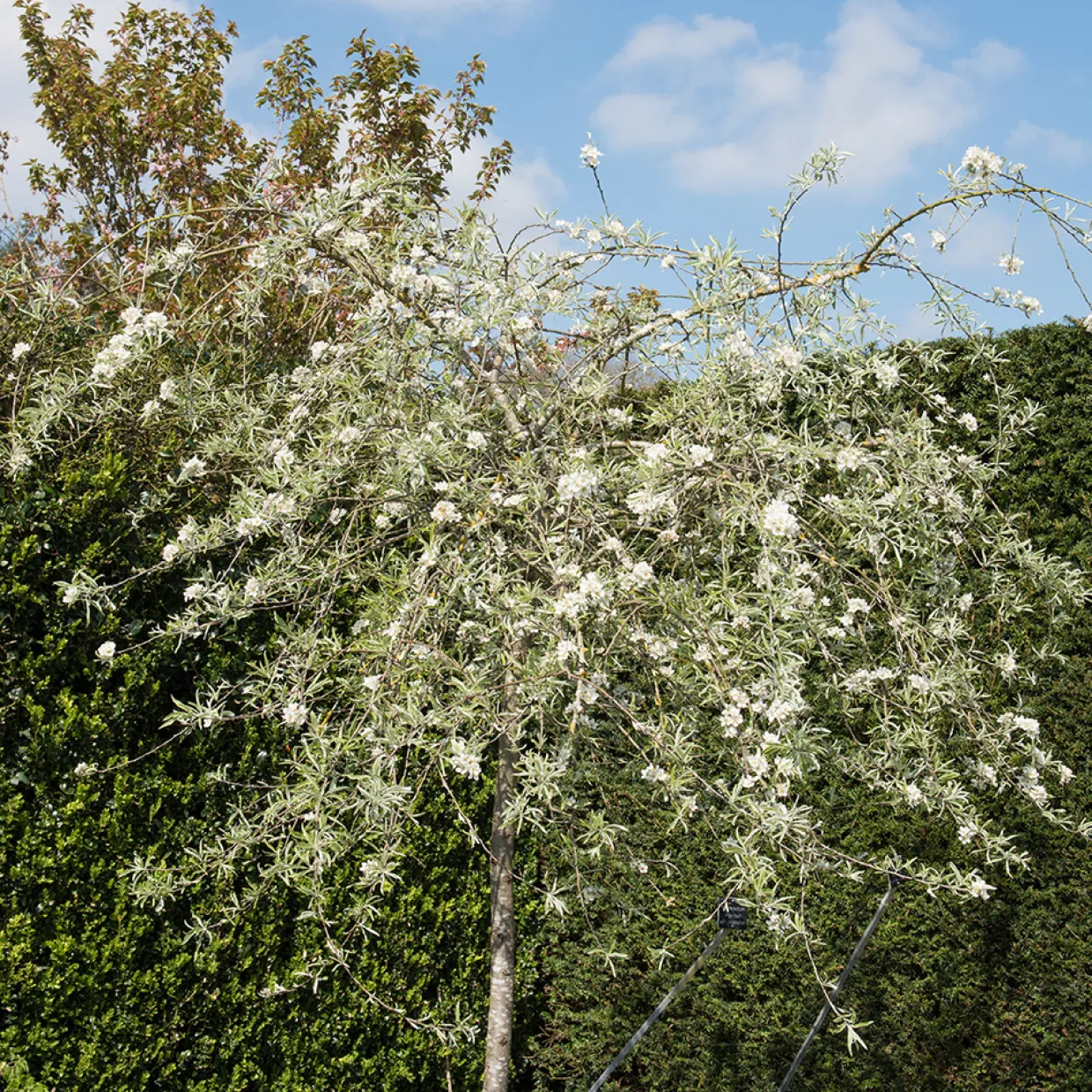 Silverpäron, Grönt Lövverk & Vit Blomning, 100-120 cm