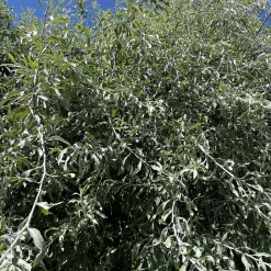 Silverpäron, Grönt Lövverk & Vit Blomning, 100-120 cm
