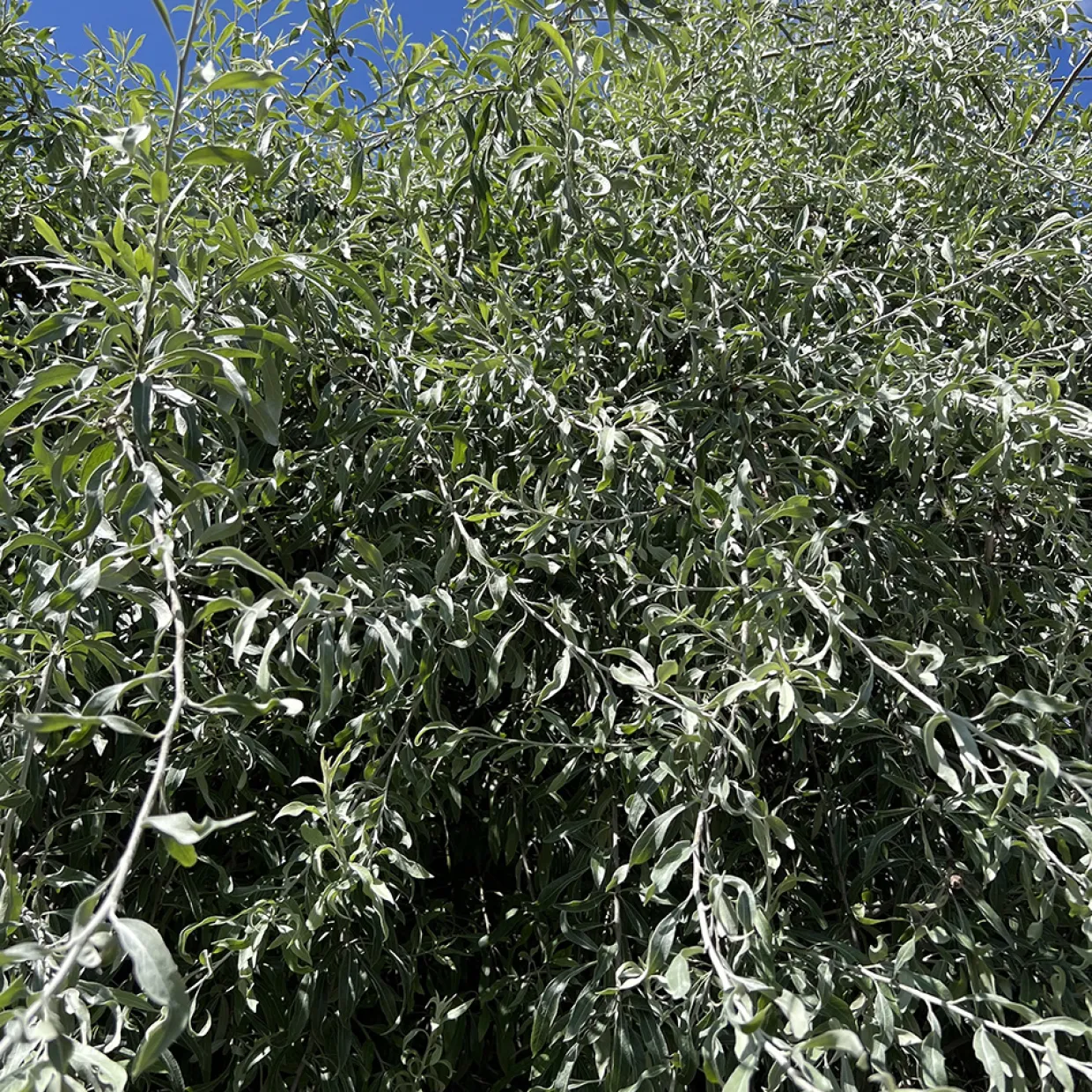 Silverpäron, Grönt Lövverk & Vit Blomning, 100-120 cm