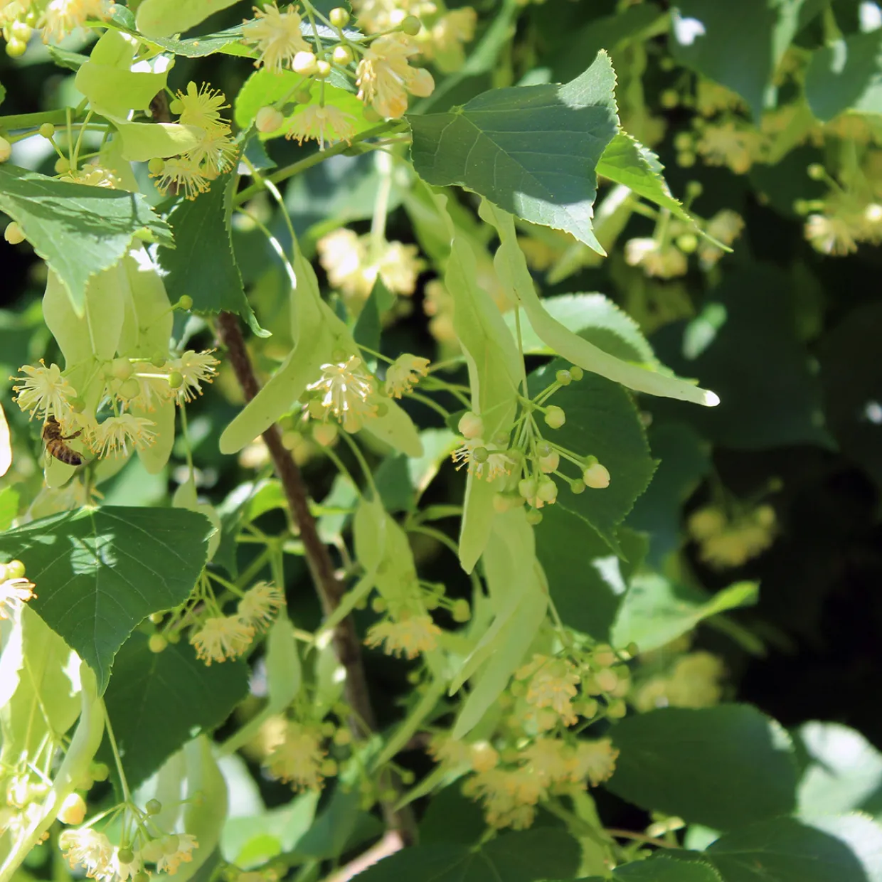 Skogslind Alléträd med Gröna Löv & Gulvit Blomning, 300-400 cm