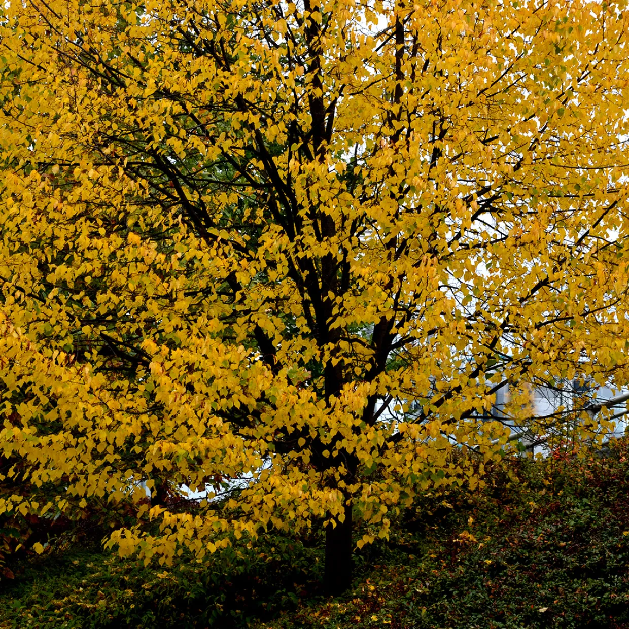 Skogslind Alléträd med Gröna Löv & Gulvit Blomning, 300-400 cm