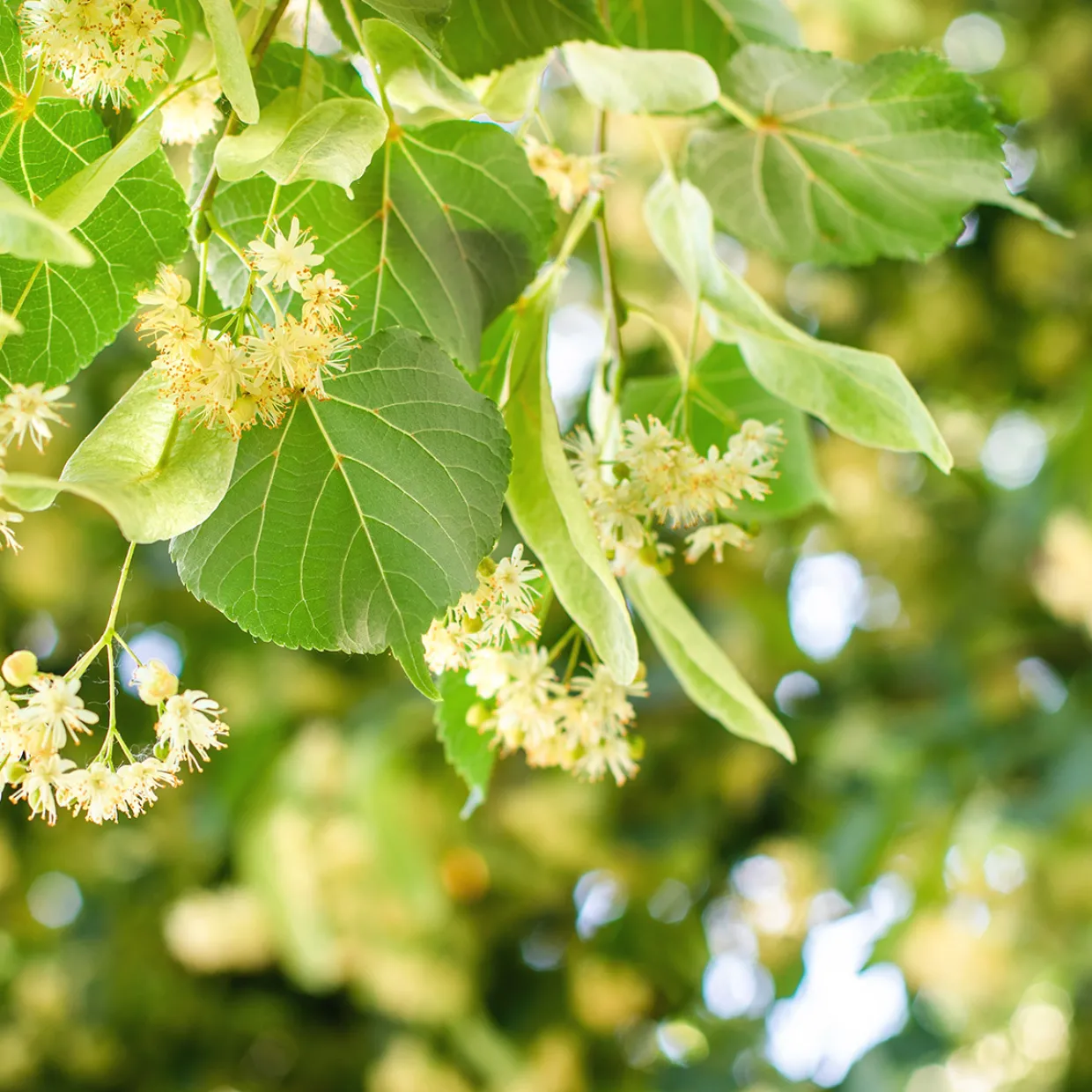 Skogslind Alléträd med Gröna Löv & Gulvit Blomning, 300-400 cm
