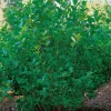 Slånaronia 60-100 cm