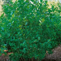 Slånaronia 60-100 cm