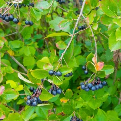 Slånaronia Elata 20-40 cm Krukodlade
