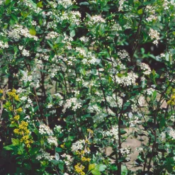 Slånaronia Elata 20-40 cm Krukodlade