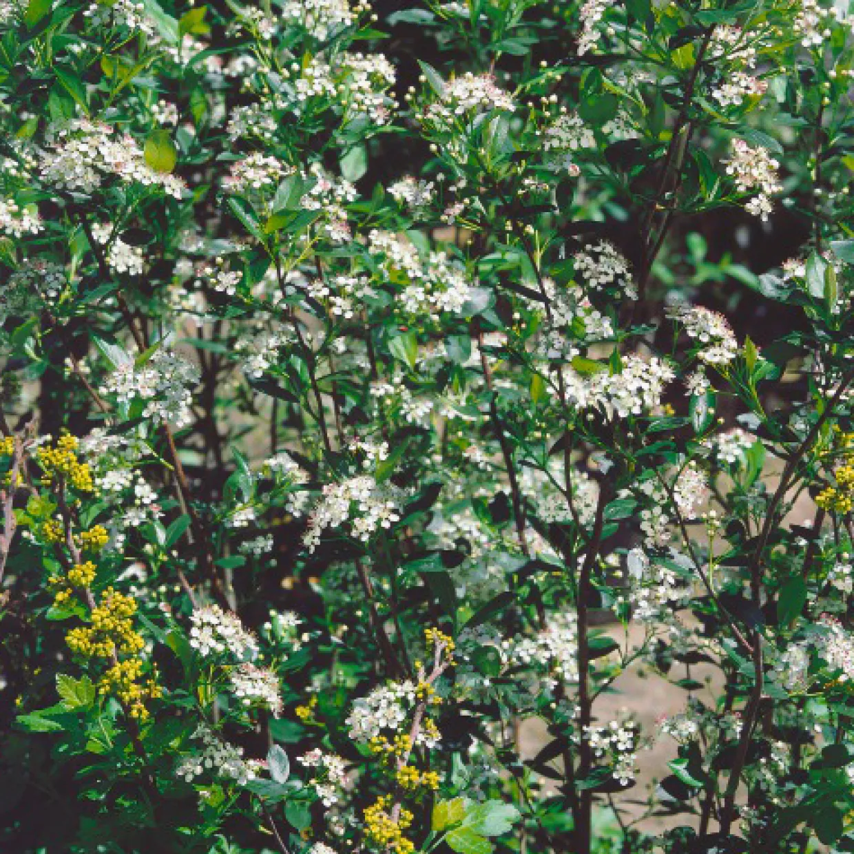 Slånaronia Elata 20-40 cm Krukodlade
