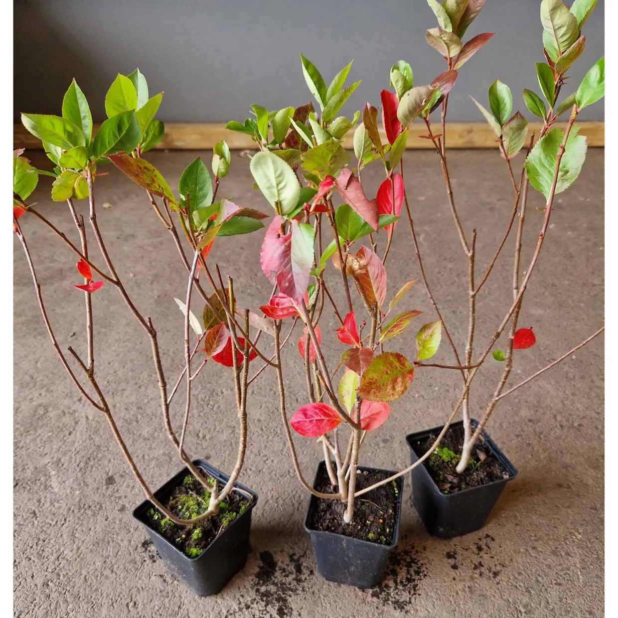 Slånaronia Elata 20-40 cm Krukodlade