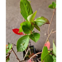 Slånaronia Elata 20-40 cm Krukodlade