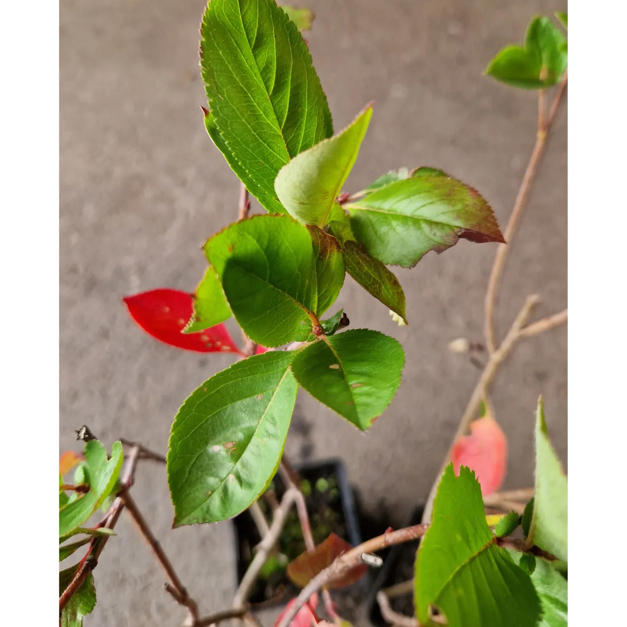 Slånaronia Elata 20-40 cm Krukodlade