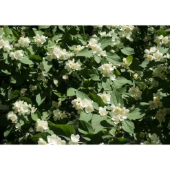 Smultronschersmin 20-30 cm