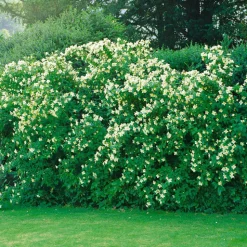 Smultronschersmin 30-50 cm