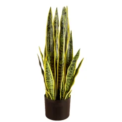 Snake Plant