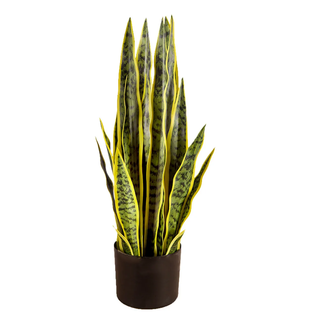 Snake Plant