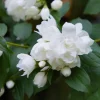 Snowbelle