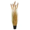 Sorghum
