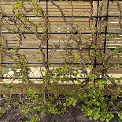 Spaljé Flexigarden  Bygghemma.se