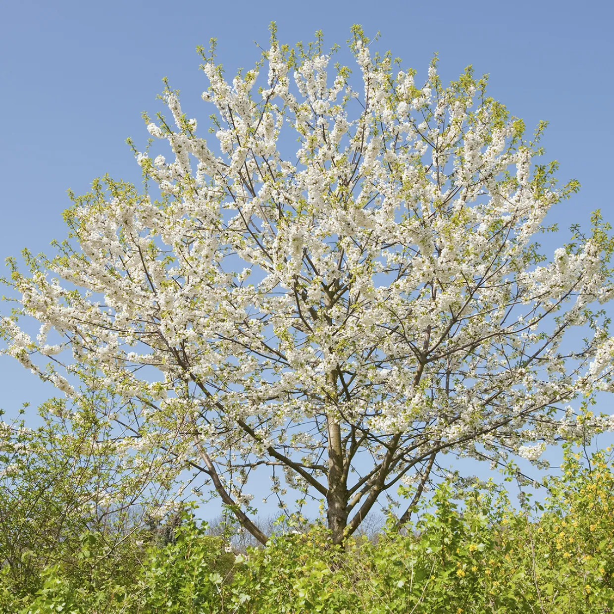 Sötkörsbär Fågelbär 300-400 cm